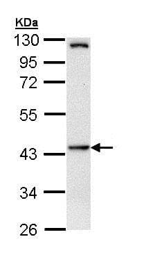 Hippi Ift57 Antibody Ab154601  Western Blot Img92891