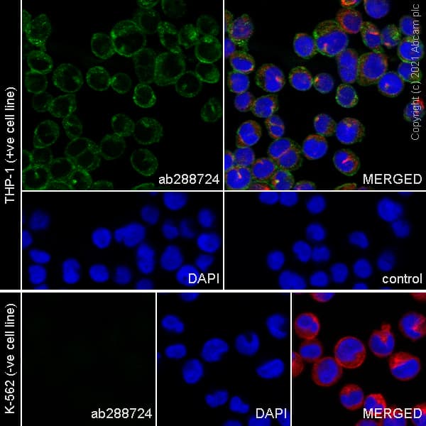 Anti-CD4 antibody [RM1013](AB288724)