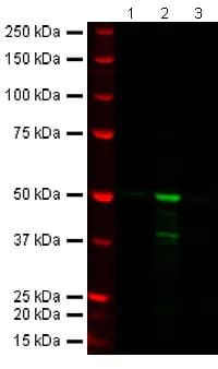 Anti-FOXP3 antibody [236A/E7] - BSA and Azide free(AB96048)