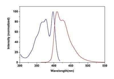 Phalloidin Ifluor 405 Reagent Ab176752  Fluorescence Microscopy Img80008