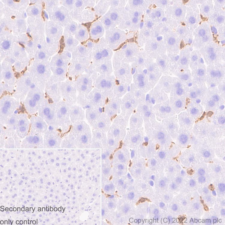 Anti-Iba1 antibody [EPR16588] - Goat IgG (Chimeric) - BSA and Azide free(AB289876)