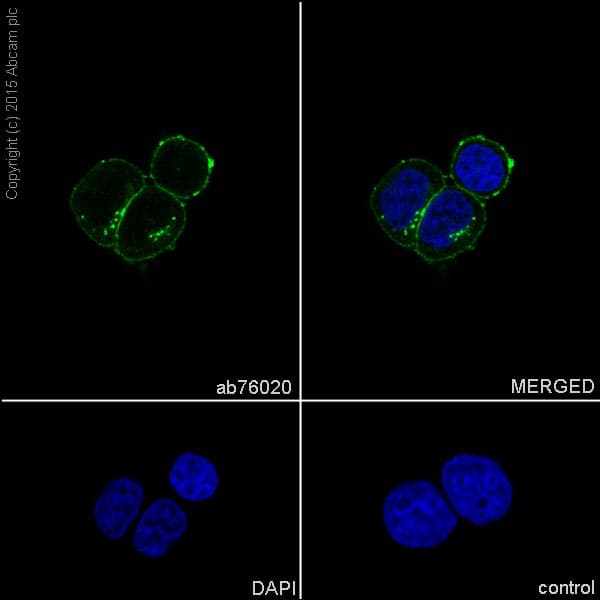 Anti-Sodium Potassium ATPase antibody [EP1845Y] - BSA and Azide free(AB167390)