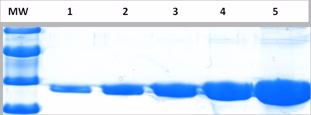 Western blot - InstantBlue® Coomassie Protein Stain (ISB1L) (ab119211)