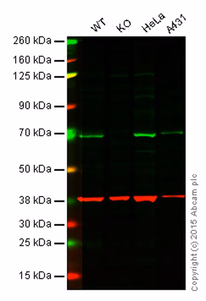 Western blot analysis of GAPDH expression in various cell lines.
