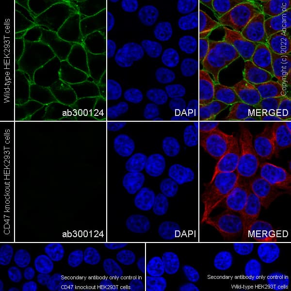 Cd47 Antibody Epr24922 21 Ab300124  Immunocytochemistry Immunofluorescence Img449067