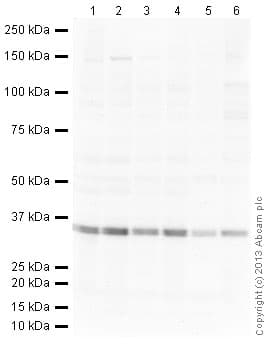 Cdk1 Antibody A17 Ab18  Western Blot Img67307