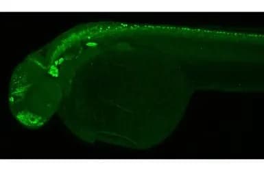 Anti-HuC/HuD protein antibody(AB210554)