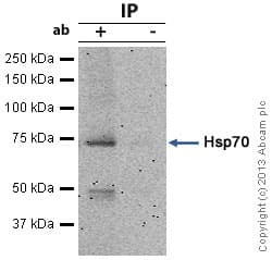 Hsp70 Antibody N27f3 4 Ab47454  Immunoprecipitation Img9426