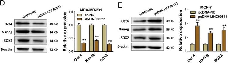 Anti-SOX2 antibody(AB137385)