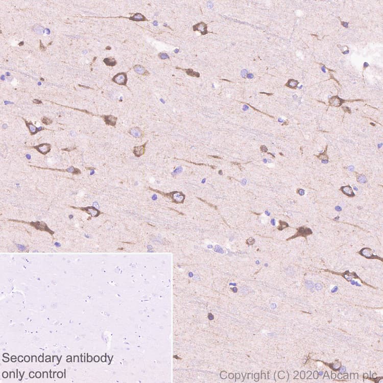 Anti-SCA2 antibody [EPR23630-49] - BSA and Azide free(ab275752)