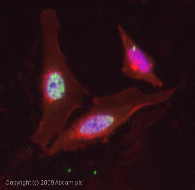 Anti-FOXO4/AFX (phospho S197) antibody(AB47278)