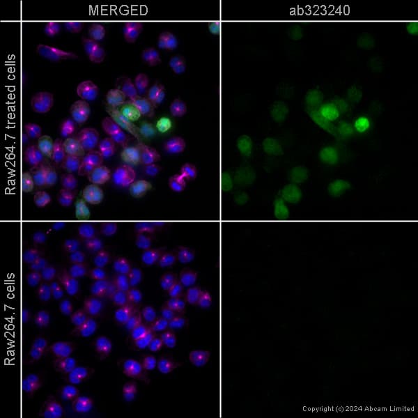 Goat Anti-Chicken IgY H&L (Alexa Fluor® 488) preadsorbed(AB150173)