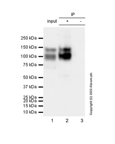 Anti-VE Cadherin antibody [EPR27436-55] - BSA and Azide free(AB313633)