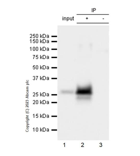 VeriBlot for IP Detection Reagent (HRP)(AB131366)