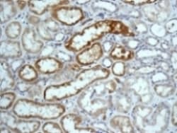 Cytochrome P450 4a Cyp4a11 Antibody Epr8276 Bsa And Azide Free Ab248918  Immunohistochemistry Formalin Pfa Fixed Paraffin Embedded Sections Img71858