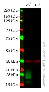Anti-MUC1 antibody [EPR1023](AB109185)