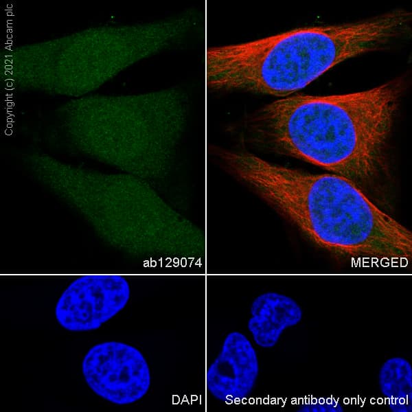 Anti-BANF1/BAF antibody [EPR7669] - BSA and Azide free(AB248281)