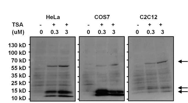 Anti-acetyl Lysine antibody [1C6](AB22550)