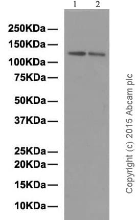 Anti-Integrin alpha 6 antibody [EPR5578] - BSA and Azide free(AB248060)