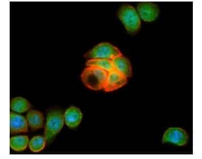 Anti-LGR5 antibody [OTI2A2](AB273092)