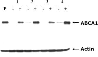 Anti-ABCA1 antibody [AB.H10](AB18180)