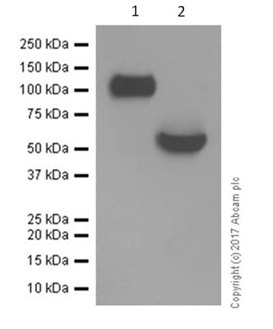 Anti-CD276 antibody [EPNCIR122](AB134161)