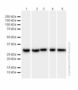 Anti-SF2 antibody [EPR8240](AB133689)