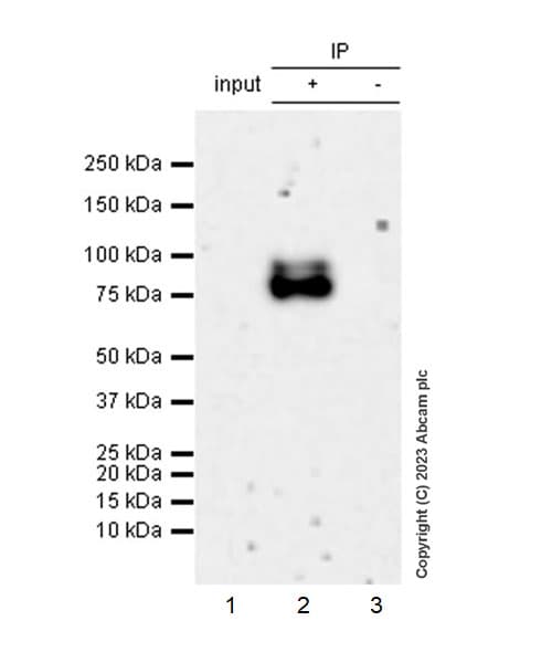 Anti-NOR1/TEC antibody [EPR26986-37] - BSA and Azide free(AB313782)