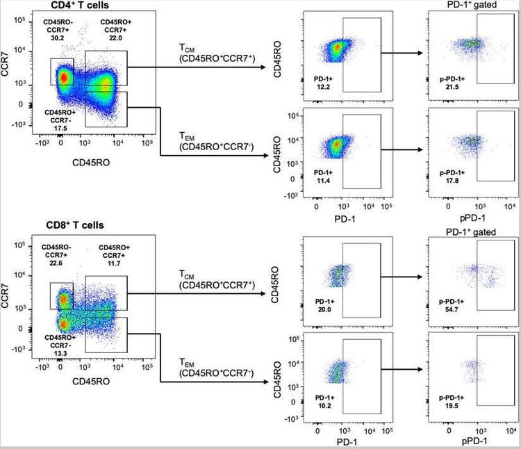 Alexa Fluor® 488 conjugation kit (fast) used to examine pd-1py248+ expression in human t cells by Bardhan, Kankana, et al.