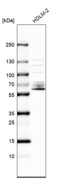 Asef2 Antibody Ab122701  Western Blot Img83827
