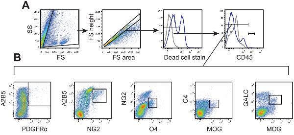 PE/R-Phycoerythrin conjugation kit Lightning-Link® (ab102918) for characterizing oligodendroglial populations in Flow Cytometry