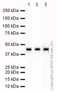 Anti-PELO antibody [EP7530] - BSA and Azide free(AB248905)