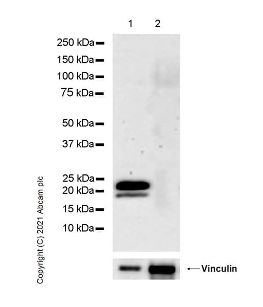 Myelin Plp Antibody Plpc 1 Ab9311  Western Blot Img174290
