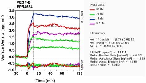 Anti-VEGFB antibody [EPR4554] - BSA and Azide free