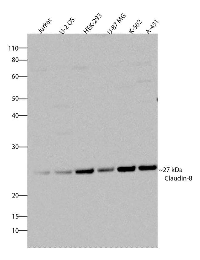 Anti-Claudin 8 antibody [RP23040053](AB308007)