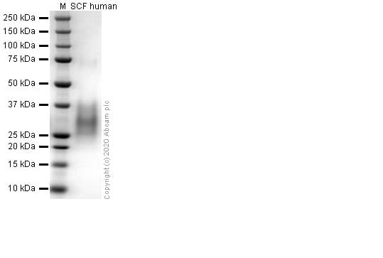 Recombinant human SCF protein (Active)(AB259391)