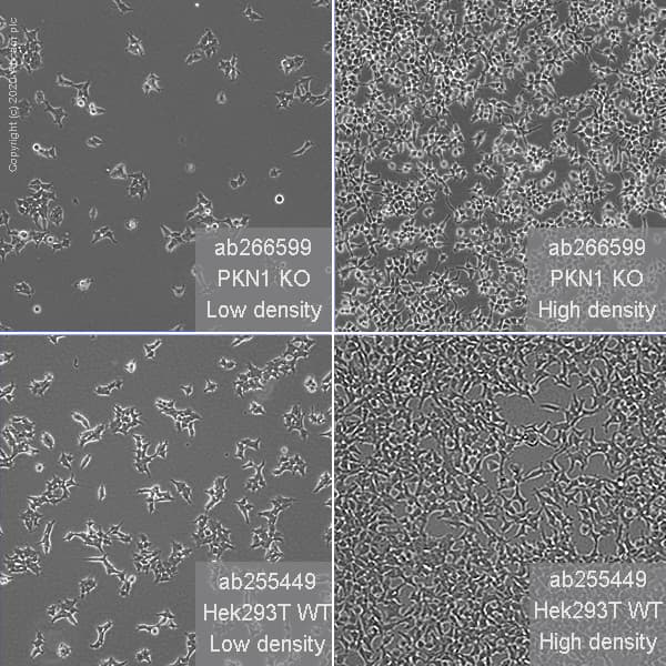 Human PKN1 knockout HEK-293T cell line(AB266599)