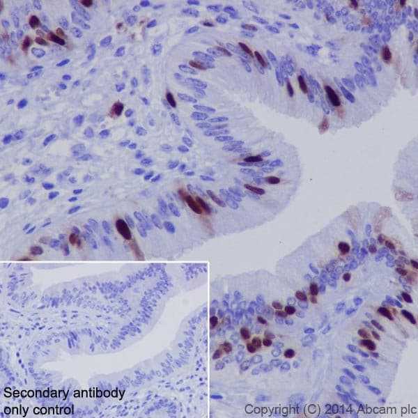 Cyclin A2 Antibody Epr17351 Bsa And Azide Free Ab231164  Immunohistochemistry Formalin Pfa Fixed Paraffin Embedded Sections Img133738