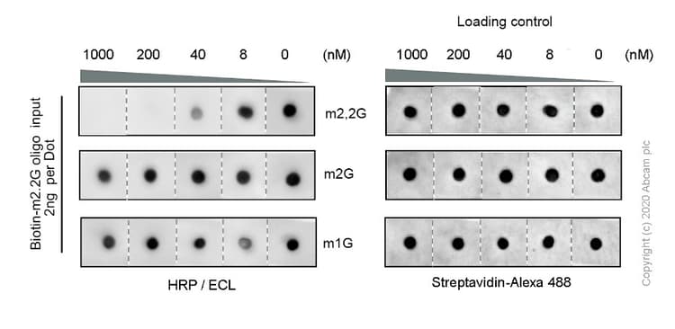 N2n2 Dimethylguanosine M22g Antibody Epr 19838 40 Ab211488  Dot Blot Img12189