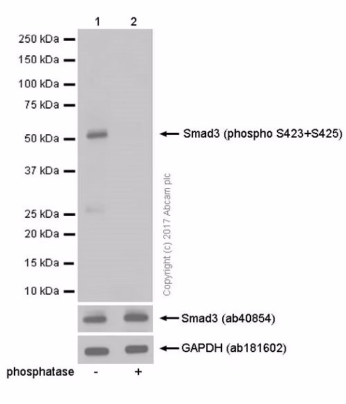 Western blot analysis of phosphorylated Smad3 protein (p-Smad3) in F9 cells, with and without phosphatase treatment. The blot was probed with an anti-p-Smad3 antibody and a secondary HRP-conjugated antibody.