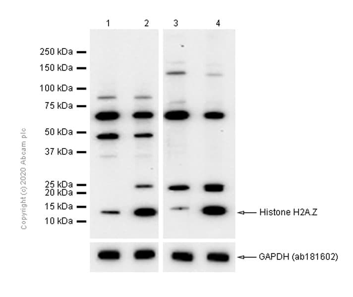 Anti-Histone H2A.Z antibody [EPR6171(2)(B)] - ChIP Grade(AB150402)