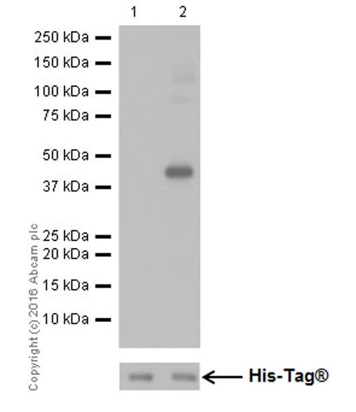 Anti-Mitofusin 2 antibody [EPR19796] - BSA and Azide free(AB251422)