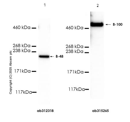 Anti-Apolipoprotein B-100 antibody [EPR19946-175](AB315265)