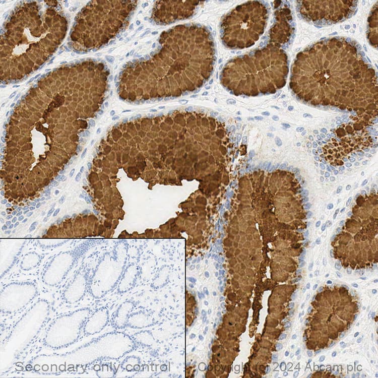 Anti-Mucin 5AC antibody [45M1](ab3649)
