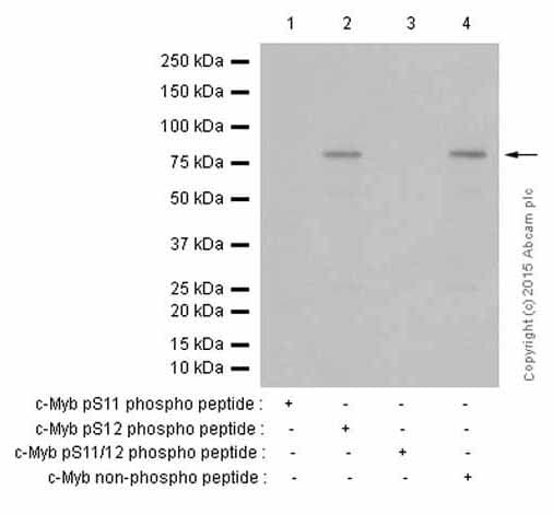 Anti-c-Myb (phospho S11) antibody [EP769Y](AB45150)