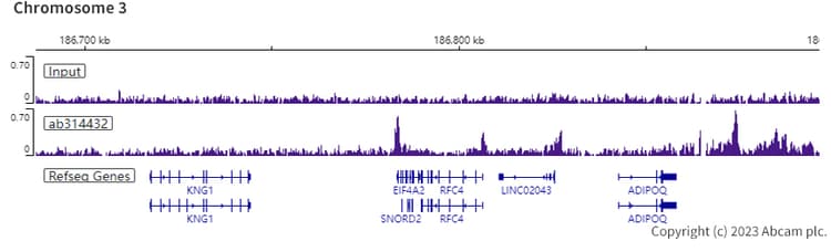 Anti-pan Brd4 antibody [EPR25424-71](AB314432)