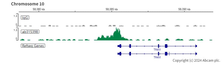 Anti-RUNX1 / AML1 antibody [RM1089] - BSA and Azide free(AB315399)