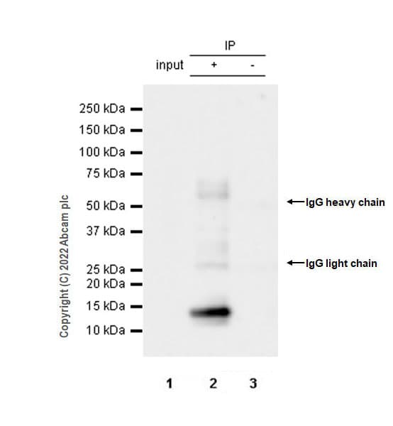 Anti-Kisspeptin antibody [EPR23770-189] - BSA and Azide free(AB275883)