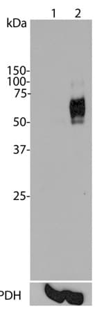 Anti-c-Fos antibody [2H2](AB208942)