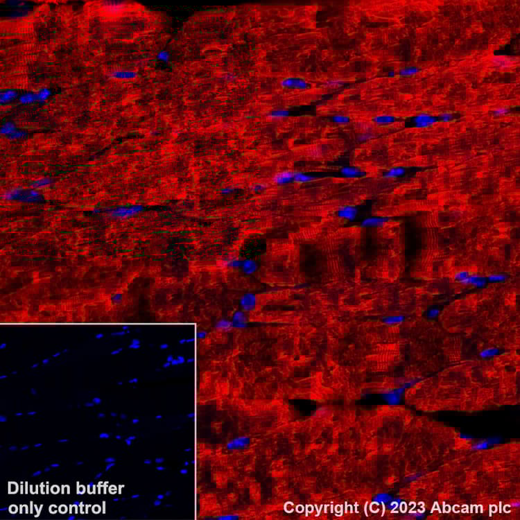 Alexa Fluor® 647 Anti-Myosin (MYH 1/2) antibody [A4.1025](AB315963)